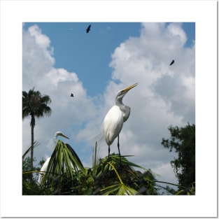 The Great Egret Posters and Art